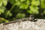 Wall Lizard (Podarcis muralis)