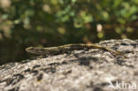 Wall Lizard (Podarcis muralis)