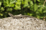 Wall Lizard (Podarcis muralis)