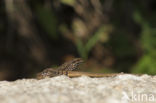 Wall Lizard (Podarcis muralis)