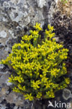 Muurpeper (Sedum acre)