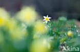 daffodil (Narcissus spec.)