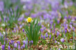 Narcis (Narcissus spec.)