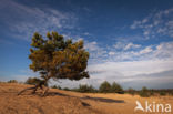 National Park Drents-Friese Wold