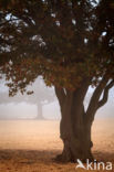 Nationaal Park Drents-Friese Wold