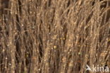 Nationaal park Dwingelderveld