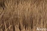 Nationaal park Dwingelderveld