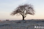 Nationaal park Dwingelderveld