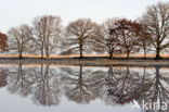 Nationaal park Dwingelderveld