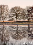 Nationaal park Dwingelderveld