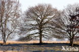 Nationaal park Dwingelderveld