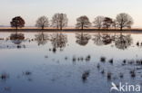 Nationaal park Dwingelderveld