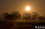 National Park Dwingelderveld