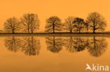 National Park Dwingelderveld