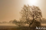 National Park Dwingelderveld