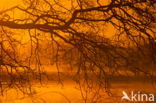 Nationaal park Dwingelderveld