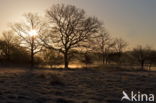 National Park Dwingelderveld