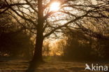 Nationaal park Dwingelderveld