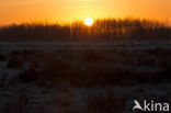 National Park Dwingelderveld