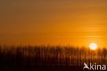 National Park Dwingelderveld