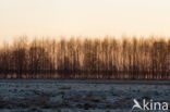 National Park Dwingelderveld