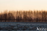 Nationaal park Dwingelderveld