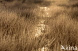 National Park Dwingelderveld