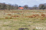 National Park Dwingelderveld