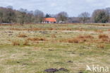 Nationaal park Dwingelderveld