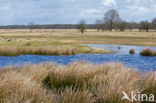 National Park Dwingelderveld