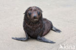 Nieuw-Zeelandse pelsrob (Arctocephalus forsteri)