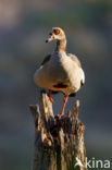 Egyptian Goose (Alopochen aegyptiaca)