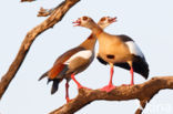 Egyptian Goose (Alopochen aegyptiaca)