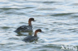 Smew (Mergellus albellus)