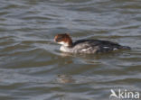 Smew (Mergellus albellus)