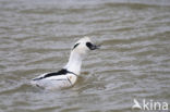 Smew (Mergellus albellus)