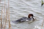 Smew (Mergellus albellus)