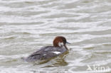 Smew (Mergellus albellus)