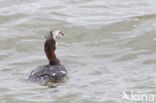 Smew (Mergellus albellus)