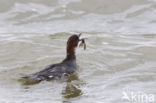 Smew (Mergellus albellus)