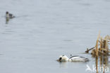 Smew (Mergellus albellus)