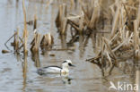 Smew (Mergellus albellus)