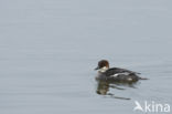 Smew (Mergellus albellus)