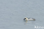 Smew (Mergellus albellus)