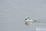 Smew (Mergellus albellus)