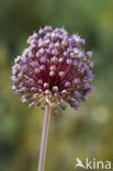 Oerprei (Allium ampeloprasum)