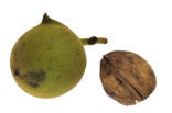 Okkernoot (Juglans regia)