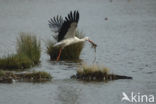 White Stork (Ciconia ciconia)