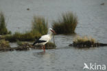 White Stork (Ciconia ciconia)