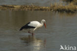 White Stork (Ciconia ciconia)